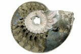 One Side Polished, Pyritized Fossil, Ammonite - Russia #174978-1